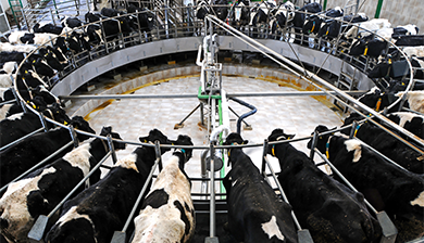 cows in milking facility