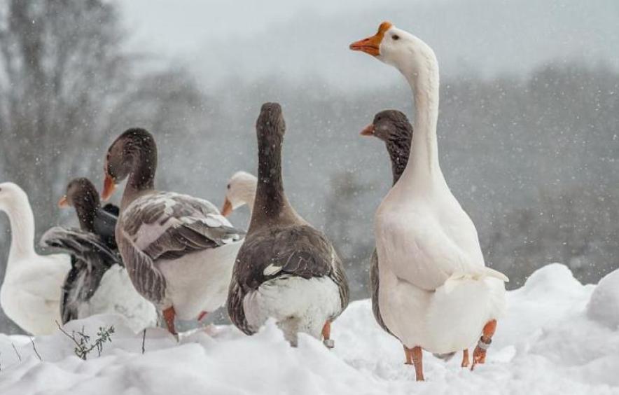 geese in the snow