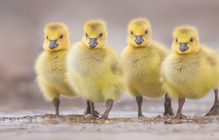 four yellow ducklings