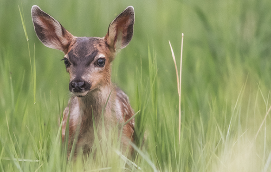 fawn