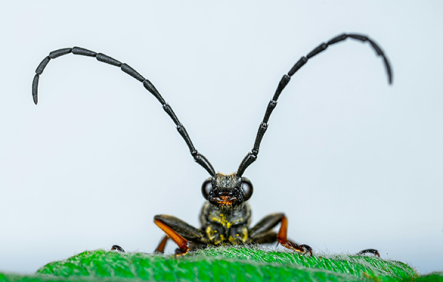 insect with long antennae