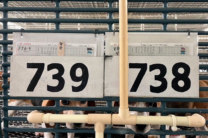 Dogs looking out of numbered cages