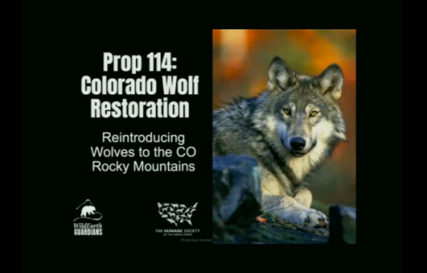 Colorado Wolf Restoration
